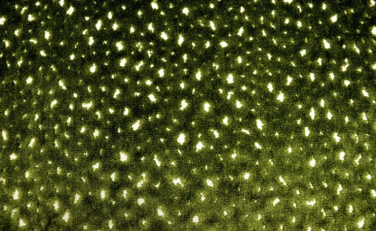 Aubrie Parsley Regal Fabric
